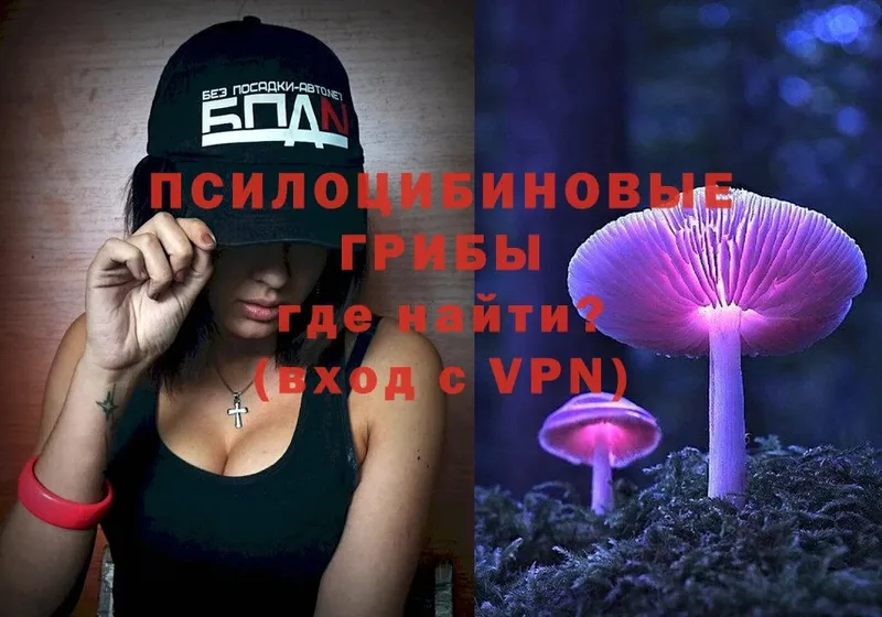 сколько стоит  Липки  Галлюциногенные грибы Psilocybine cubensis 